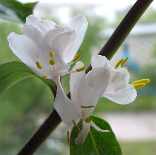 Lonicera maackii